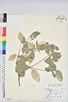 藏品(裡白巴豆)的圖片