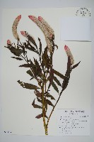 藏品(青葙)的圖片