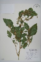 藏品(青莧)的圖片