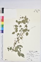 藏品(多花油柑、白仔)的圖片