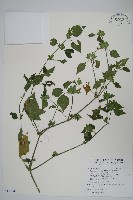 藏品(華九頭獅子草)的圖片