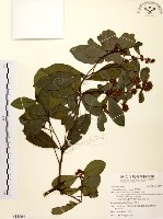 藏品(黃肉樹, 小梗木薑子)的圖片