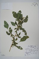 藏品(刺莧)的圖片