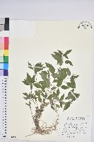 藏品(山靛)的圖片