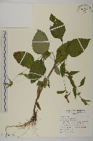 藏品(杓兒菜)的圖片