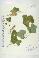 藏品(紅瓜)的圖片