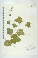 藏品(紅瓜)的圖片