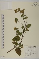 藏品(霍香薊)的圖片