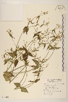 藏品(小米菊)的圖片