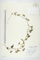 藏品(卵葉菜欒藤)的圖片