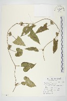 藏品(白花牽牛)的圖片