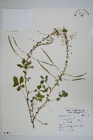 藏品(白花菜)的圖片