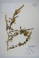 藏品(刺莧)的圖片