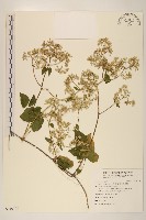 藏品(小花蔓澤蘭)的圖片