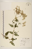 藏品(臺灣澤蘭)的圖片