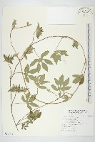 藏品(九爪藤)的圖片