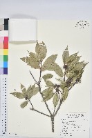 藏品(青剛櫟、鐵椆)的圖片