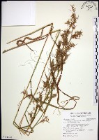 藏品(扭鞘香茅)的圖片