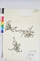 藏品(伏生大戟)的圖片