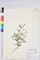 藏品(小返魂)的圖片