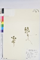 藏品(印度鐵莧)的圖片