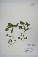 藏品(野莧菜)的圖片