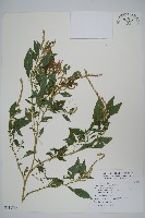 藏品(野莧菜)的圖片