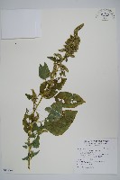 藏品(青莧)的圖片