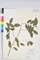 藏品(土密樹)的圖片