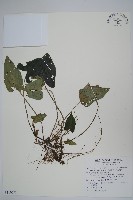 藏品(薄葉細辛、尾花細辛)的圖片