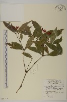 藏品(草珊瑚、紅果金粟蘭)的圖片