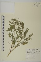 藏品(小葉藜)的圖片