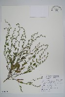 藏品(細纍子草)的圖片