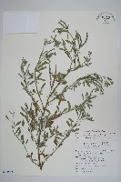 藏品(伏毛天芹菜)的圖片