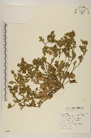 藏品(線球菊、田基黃)的圖片