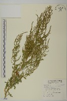 藏品(臭杏、土荊芥)的圖片