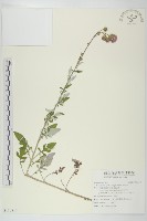 藏品(泥胡菜)的圖片