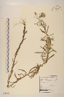 藏品(秋鼠麴草)的圖片