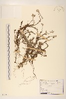 藏品(玉山薄雪草)的圖片