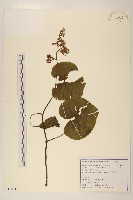 藏品(玉山蟹甲草)的圖片