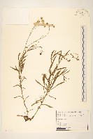 藏品(窄葉黃菀)的圖片