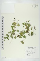 藏品(垂果瓜)的圖片