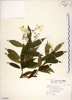 藏品(華八仙)的圖片