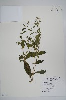 藏品(盾果草)的圖片