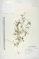 藏品(焊菜)的圖片