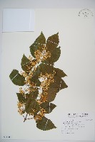 藏品(呂宋莢迷)的圖片