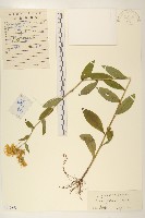 藏品(旋覆花)的圖片