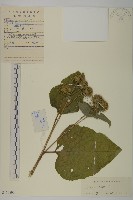 藏品(牛蒡)的圖片