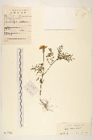 藏品(孔雀草、紅黃草、萬壽菊)的圖片