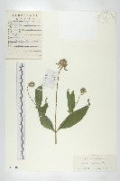 藏品(續斷)的圖片